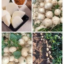 Hạt Giống Củ Đậu (Củ Sắn) - 20 hạt