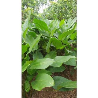 200-300-400 Lá Dong Nếp Dùng Gói Bánh Tẻ 21Cm Trở Lên