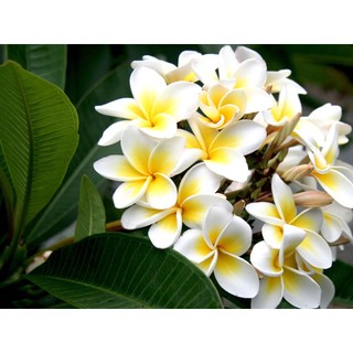 cây giống HOA SỨ ĐẠI TRẮNG ( hoa Chăm Pa)