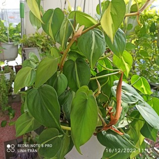 Trầu bà Brazil