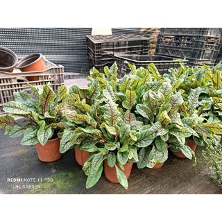 hạt giống- câ.y bầu rau chua đỏ (red veined sorrel)