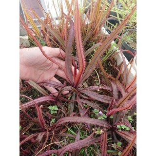 Gọng Vó Drosera Adelae bắt côn trùng
