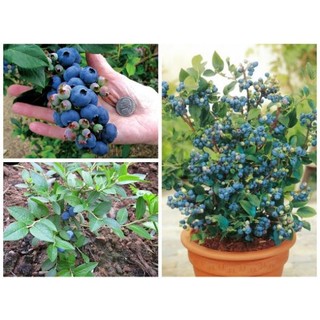 Hạt giống Việt Quất túi 50 hạt