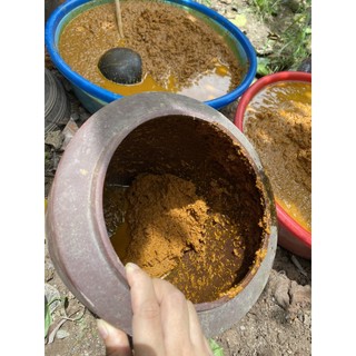 Cốt gừng nghệ hạt gấc hạ thổ