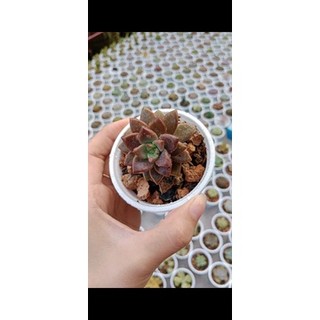 Sen đá đá nâu size bầu