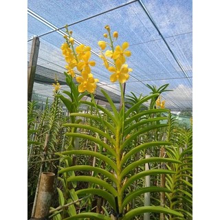 Lan mokara vàng mai - cây trưởng thành có hoa liền