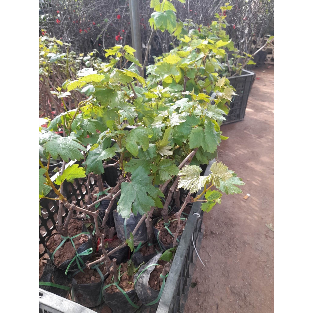 Giống Nho Mỹ  Không Hạt+Tặng kèm phân trùn quế