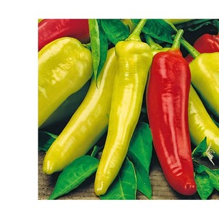 50h hạt giống ớt ngọt sừng đỏ 20cm