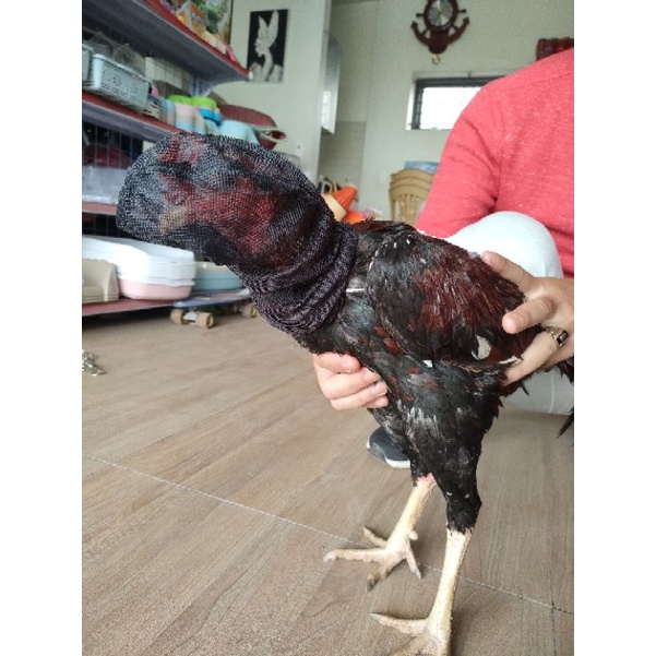 Trùm đầu cho gà