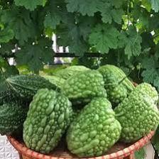 5H -Hạt_Giống_Mướp_Đắng_Tròn ( tặng kèm kích mầm và phân bón )