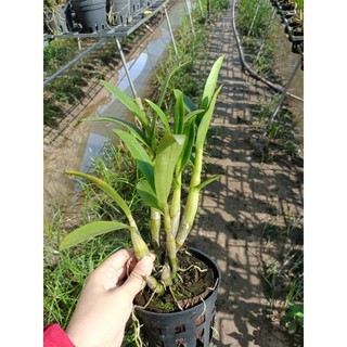 Phong lan denro chớp sổ (tỉ lệ chớp 5%)