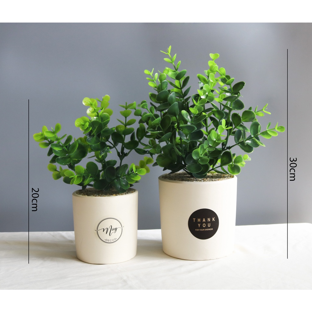 Cây giả, Chậu cây Khuynh Diệp chậu đất nung trắng 30, 22cm