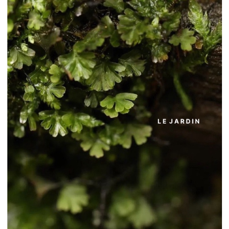 Rêu Cánh Quạt, Rêu Hiếm, Rêu Terrarium, Rêu Xanh setup hồ bán cạn, tiểu cảnh, terrarium