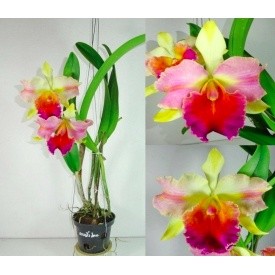 Chậu lan Cattleya TEM Cầu vồng Amazing Rainbow Thái lan, giao cây trưởng thành có thể cho hoa