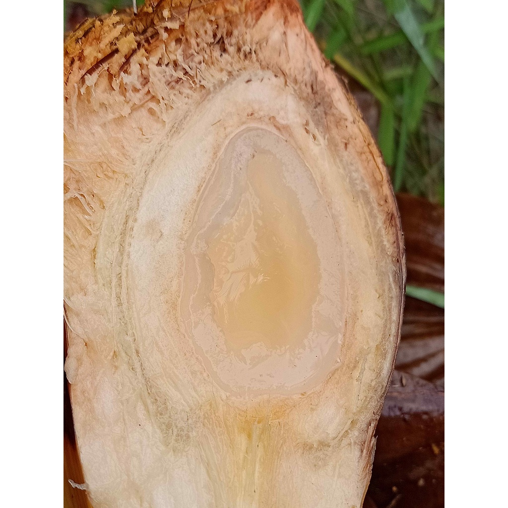 27 trái dừa nước tươi nguyên trái về tự chẽ