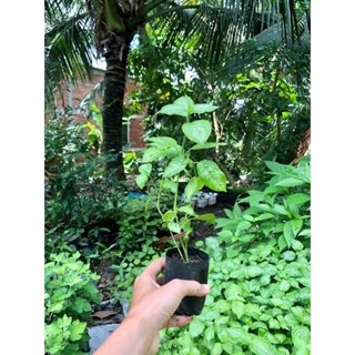 Bầu 2-3 Cây Giống Lá Cẩm Tím(ảnh Thật) Boiboi.Organic, Cây Trong Bầu Đất, Rễ Khỏe