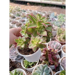 Sen đá 3 màu size trung 5-7cm