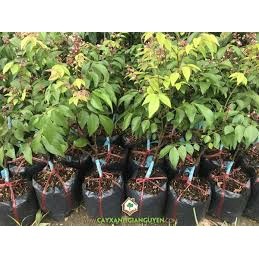 cây giống khế ngọt ( cây ghép siêu sớm có bảo hành)