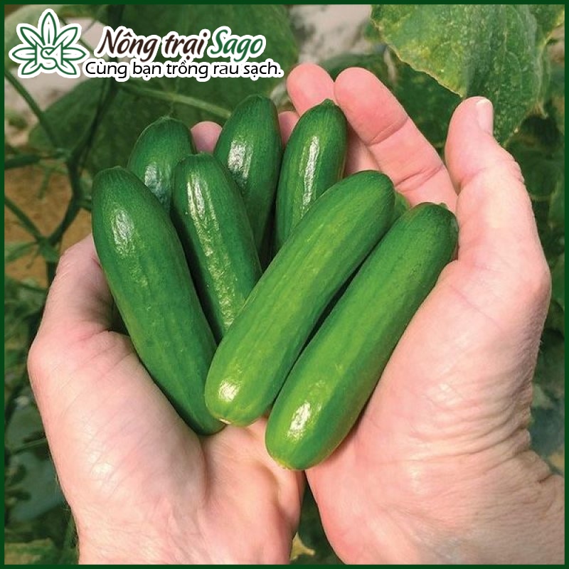 Hạt giống Dưa Leo - Cà chua dễ trồng, nảy mầm cao, chịu nhiệt tốt hiệu Rạng Đông - Nông Trại Sago