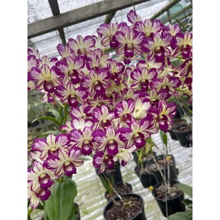 Combo 3 cây hoa lan hồng xác pháo xổ chớp 5% cây giống cao 5-10cm