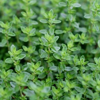100h hạt giống cỏ xạ hương thyme