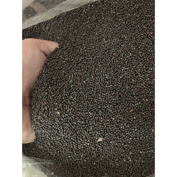 HẠT CẢI DẦU CHO YẾN HÓT, FINCH, MANH MANH...
