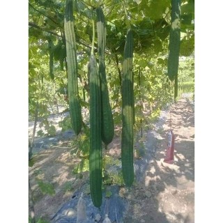 Hạt giống MƯỚP KHÍA