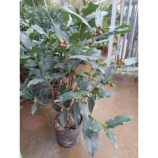 cây hải đường cao 70-80cm