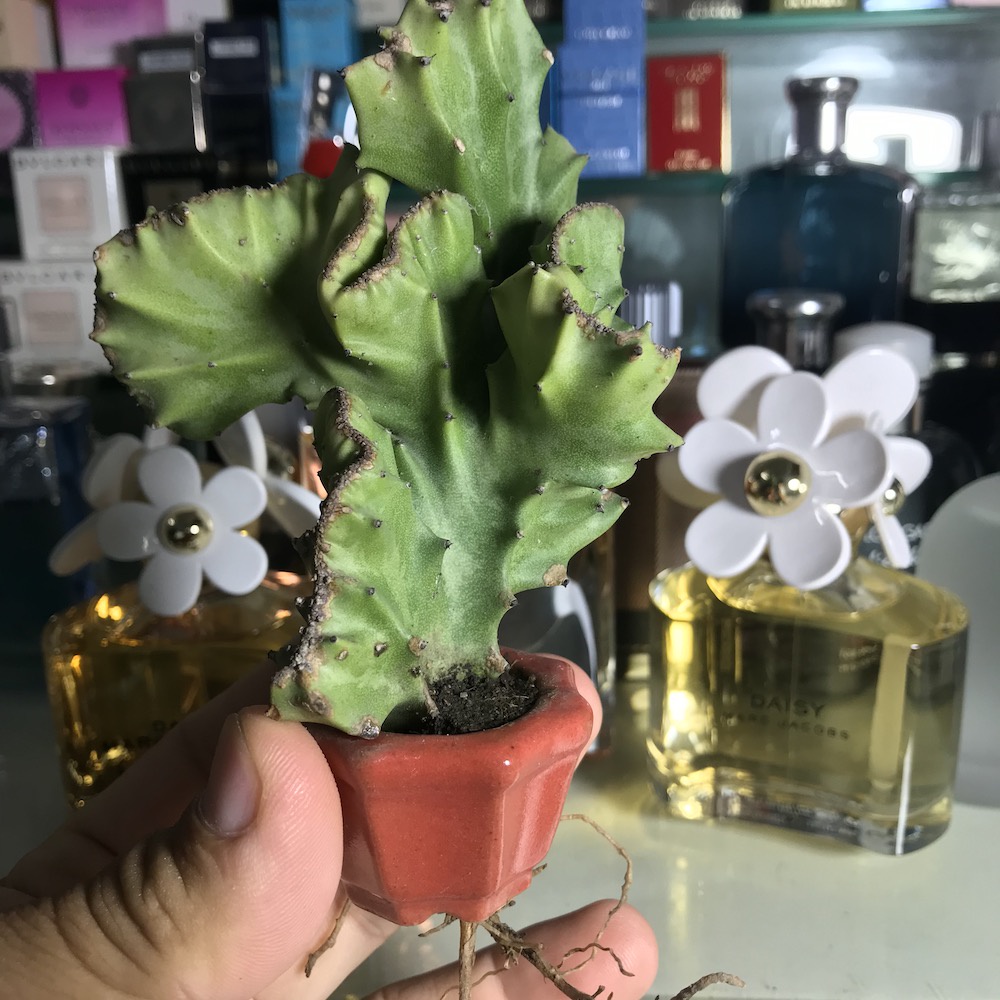 Cây xương rồng mini siêu dễ thương, cây thật!