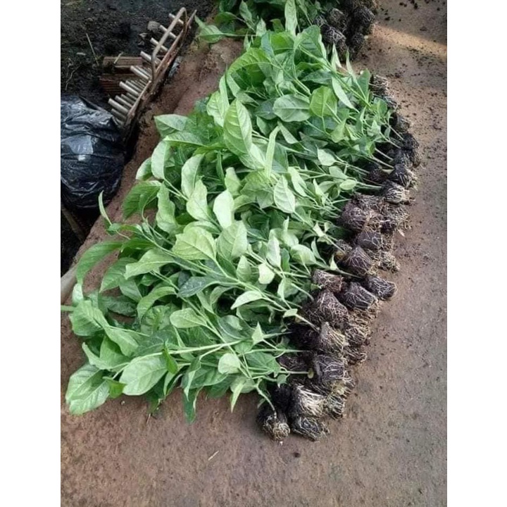 CÂY GIỐNG CHANH LEO NGỌT COLOMBIA