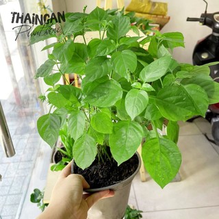 Rau Bồ Ngót Nhật
