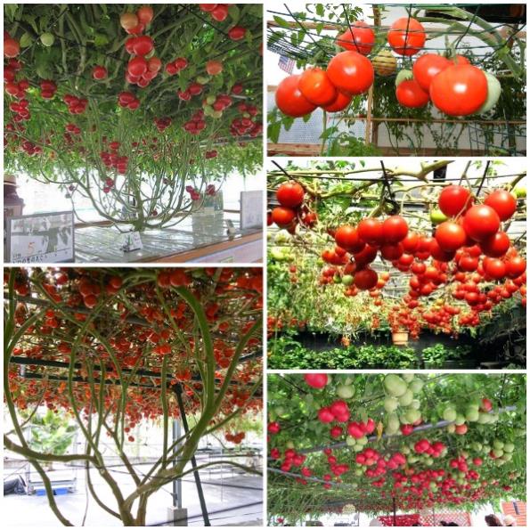 Hạt Giống Cà Chua Leo Giàn túi 30 hạt