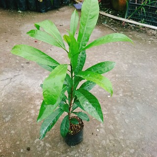 Cây Ô Mai (Trứng Gà)