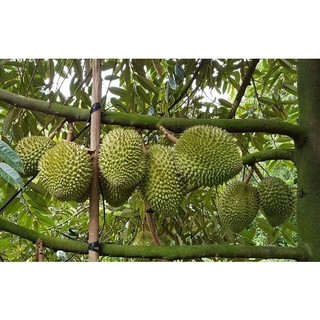 SIÊU LỚN TRÁI (SẦU RIÊNG)- 500ML