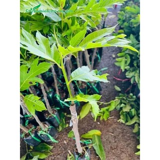 Cây giống Sa Kê Ghép ( Giống chuẩn, cây TO CAO khỏe )