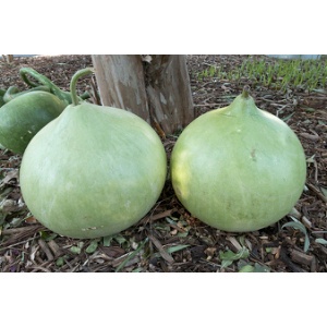 1Gr Hạt Giống Bầu Tròn