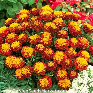 30h hạt giống hoa cúc vạn thọ ban mai sophia