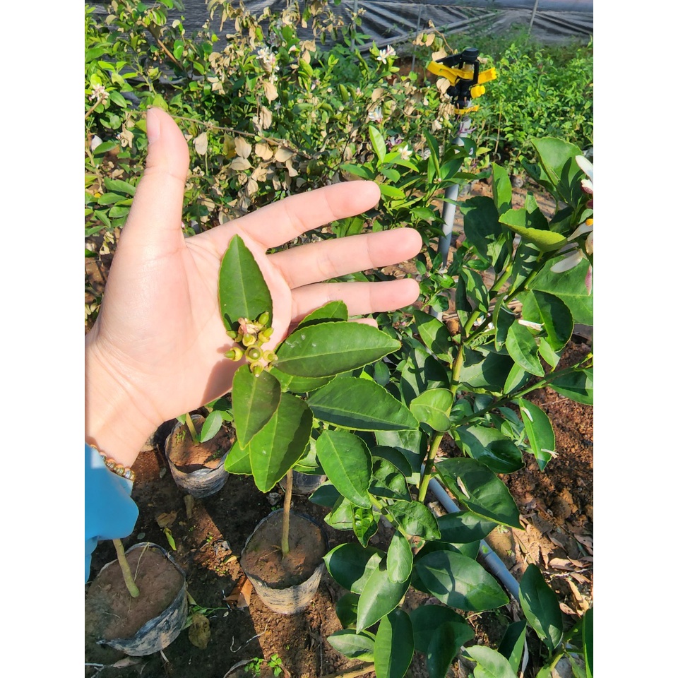 Chanh Vàng Mỹ Choai cao trên 1M, cây cho trái rất sai,vỏ chanh dày, nhiều tinh dầu thơm nhưng không đắng