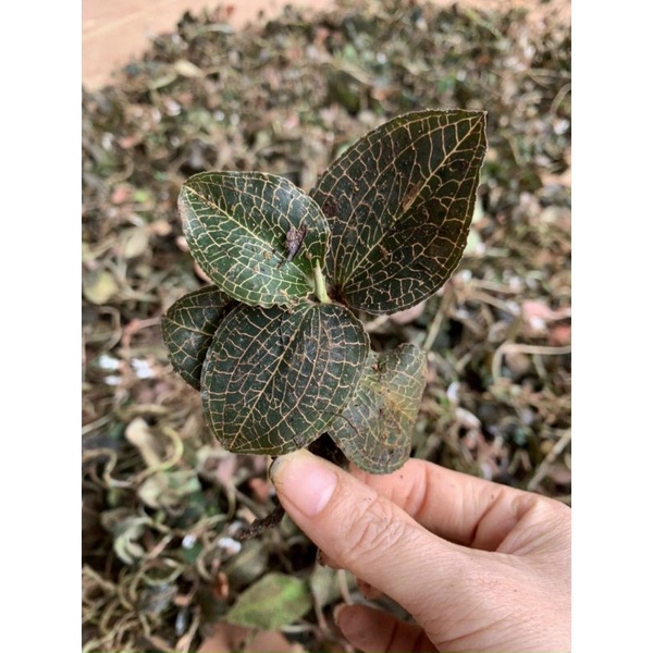 Lan kim tuyến  rừng tươi ngâm rươu