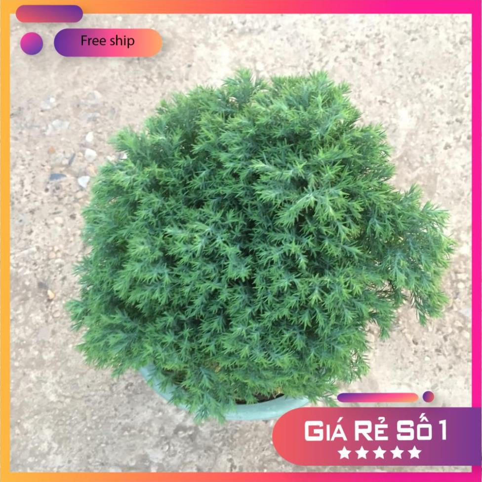 Cây TÙNG BỒNG LAI cao 15-20cm tán tròn sum suê dễ trồng và chăm sóc