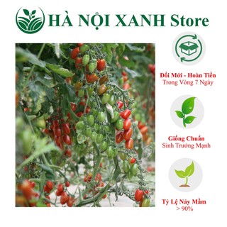 Cà chua bi quả ngọt