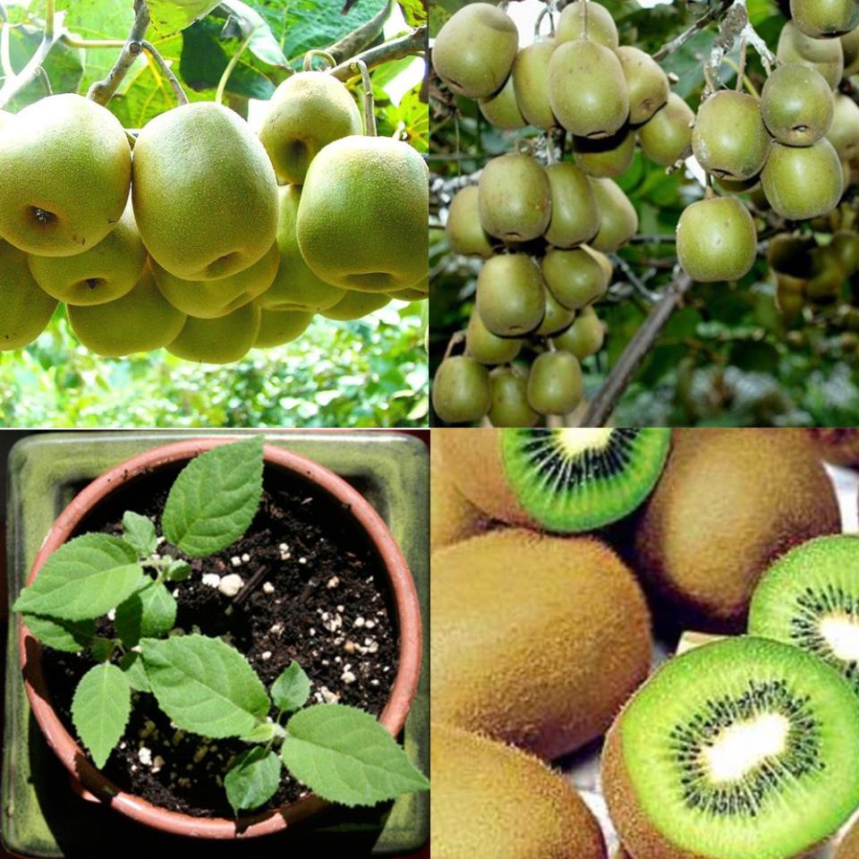 hạt giống kiwi chịu nhiệt thích hợp khí hậu việt túi 50 hạt