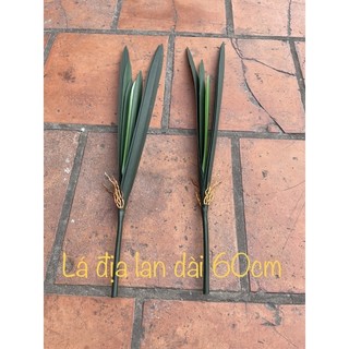 lá lan cao su cao cấp