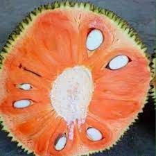 Cây giống mít lùn ruột đỏ siêu quả