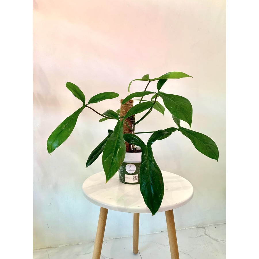 Philodendron 69689 - kiểng lá trang trí trong nhà, bàn làm việc - cây dễ sống dễ chăm