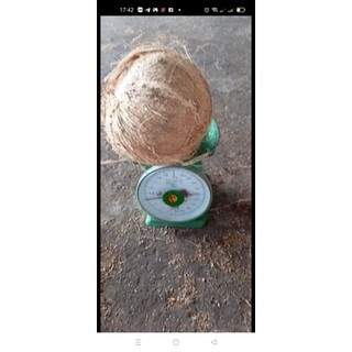 1 trái dừa khô về nấu chè làm bánh