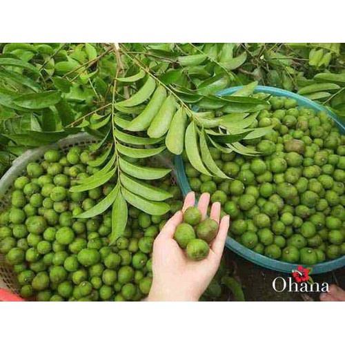 Giống cây sấu ăn quả (CÂY KHỎE NHANH TRÁI)