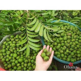 Giống cây sấu ăn quả