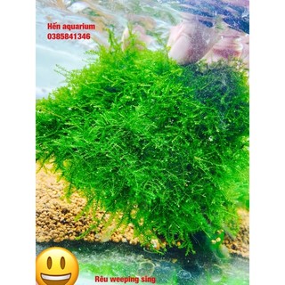 Rêu weeping sing siêu khoẻ và đẹp