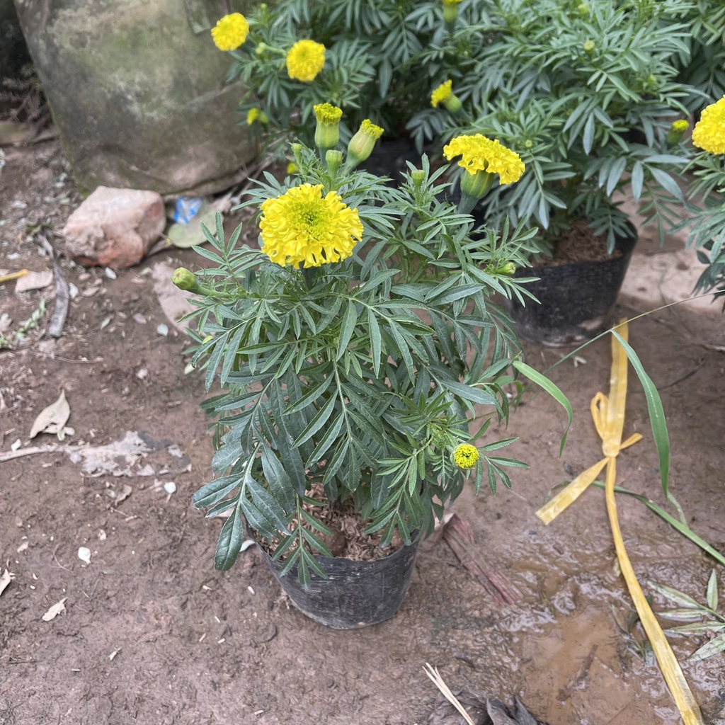 Cây hoa cúc vạn thọ vàng chiều cao 25cm hoa siêu bền nhiều nụ,thích hợp trang trí ban công ngày tết